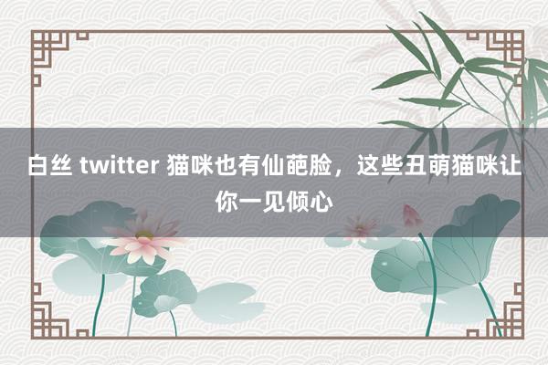 白丝 twitter 猫咪也有仙葩脸，这些丑萌猫咪让你一见倾心