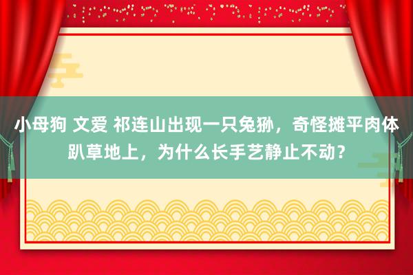 小母狗 文爱 祁连山出现一只兔狲，奇怪摊平肉体趴草地上，为什么长手艺静止不动？