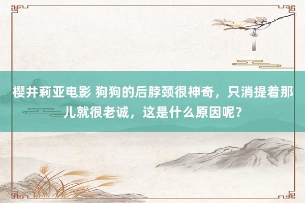 樱井莉亚电影 狗狗的后脖颈很神奇，只消提着那儿就很老诚，这是什么原因呢？