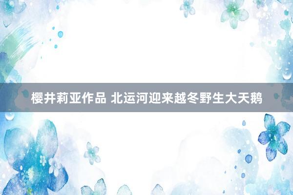 樱井莉亚作品 北运河迎来越冬野生大天鹅